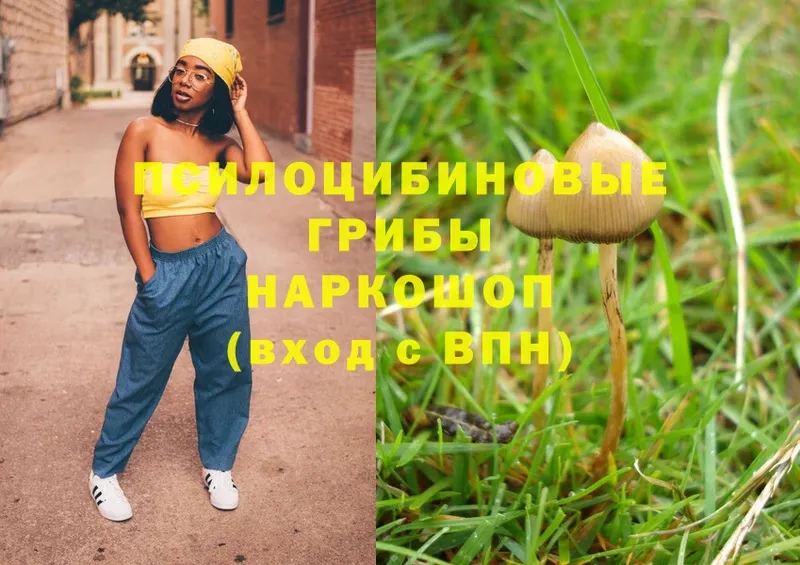 купить наркоту  Сосновка  Псилоцибиновые грибы Magic Shrooms 